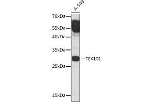 Western blot analysis of extracts of A-549 cells, using TEX101 Rabbit pAb (ABIN7270773) at 1:1000 dilution. (TEX101 抗体)
