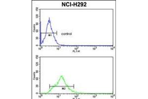 Flow cytometric analysis of NCI-H292 cells (bottom histogram) compared to a negative control cell (top histogram). (Transgelin 抗体  (C-Term))