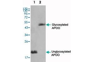 Western blot analysis using APOO monoclonal antibody, clone 2F1  against HepG2 (1) and 3T3-L1(2) cell lysate. (APOO 抗体)