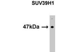 Western Blotting (WB) image for anti-Suppressor of Variegation 3-9 Homolog 1 (Drosophila) (SUV39H1) (N-Term) antibody (ABIN356373) (SUV39H1 抗体  (N-Term))