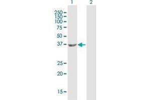 Western Blot analysis of HDAC8 expression in transfected 293T cell line by HDAC8 MaxPab polyclonal antibody. (HDAC8 抗体  (AA 1-377))