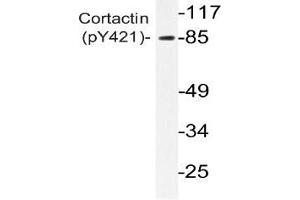 Western blot analysis of Cortactin antibody in extracts from 3T3 H2O2 cells (Cortactin 抗体  (pTyr421))