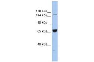 Image no. 1 for anti-Kinesin Family Member 15 (KIF15) (AA 1079-1128) antibody (ABIN6742417) (KIF15 抗体  (AA 1079-1128))