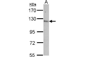 Contactin 5 antibody  (AA 703-920)