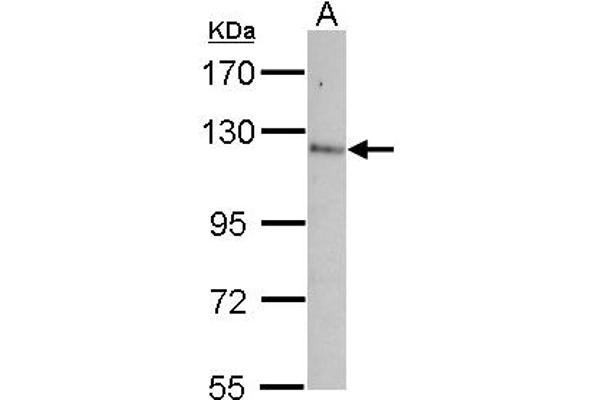 Contactin 5 antibody  (AA 703-920)