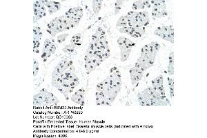 Rabbit Anti-RBM22 Antibody  Paraffin Embedded Tissue: Human Muscle Cellular Data: Skeletal muscle cells Antibody Concentration: 4.