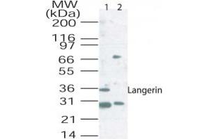 Western blot analysis of langerin in mouse lung tissue lysate using 2 ug/ml of antibody. (CD207 抗体  (AA 26-44))