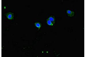 Immunofluorescent analysis of Hela cells using ABIN7148148 at dilution of 1:100 and Alexa Fluor 488-congugated AffiniPure Goat Anti-Rabbit IgG(H+L)