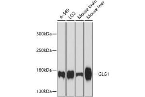 Western blot analysis of extracts of various cell lines, using GLG1 antibody  at 1:3000 dilution. (GLG1 抗体  (AA 974-1203))