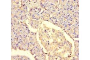 Immunohistochemistry of paraffin-embedded human pancreatic tissue using ABIN7159675 at dilution of 1:100 (METTL7A 抗体  (AA 30-244))