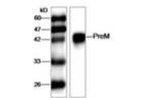 Image no. 1 for anti-West Nile Virus (WNV) (AA 1-135) antibody (ABIN791626) (West Nile Virus 抗体  (AA 1-135))