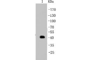 MCF-7 Cell lysates, probed with Cytokeratin 19 (2F3)Monoclonal Antibody  at 1:1000 overnight at 4˚C. (Cytokeratin 19 抗体)