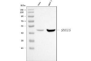 Western blot analysis of SNX15 using anti-SNX15 antibody (ABIN7602480).