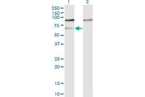 Western Blot analysis of GNL3 expression in transfected 293T cell line by GNL3 monoclonal antibody (M01), clone 1A1. (Nucleostemin 抗体  (AA 328-427))