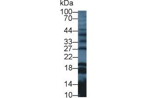 Western Blotting (WB) image for anti-Galanin (GAL) (AA 32-122) antibody (ABIN1174211)