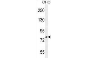 Western Blotting (WB) image for anti-Family with Sequence Similarity 212, Member B (FAM212B) antibody (ABIN2996391) (FAM212B 抗体)