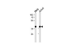N Antibody (C-term) (ABIN389343 and ABIN2839452) western blot analysis in Hela,Jurkat cell line lysates (35 μg/lane). (NPM1 抗体  (C-Term))
