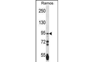 PCDHGA3 Antibody (Center) (ABIN657534 and ABIN2846552) western blot analysis in Ramos cell line lysates (35 μg/lane). (PCDHGA3 抗体  (AA 284-311))