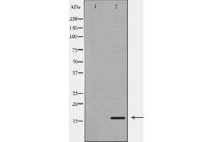 Western blot analysis of A549  using PLA2G2A antibody. (PLA2G2A 抗体  (Internal Region))