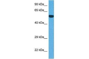Host:  Rabbit  Target Name:  IRF8  Sample Tissue:  Human DLD1 Whole Cell  Antibody Dilution:  1ug/ml (IRF8 抗体  (N-Term))