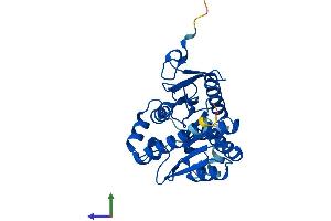 Protein Structure (PS) image for Monoglyceride Lipase (MGLL) (AA 1-303) protein (His tag) (ABIN7562358)