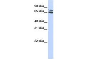 Image no. 1 for anti-Zinc Finger and BTB Domain Containing 48 (ZBTB48) (AA 468-517) antibody (ABIN6744232) (ZBTB48 抗体  (AA 468-517))