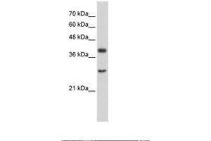Image no. 1 for anti-Cytosolic Iron-Sulfur Protein Assembly 1 (CIAO1) (AA 247-296) antibody (ABIN203313) (CIAO1 抗体  (AA 247-296))