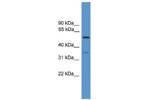 COCH antibody used at 0. (COCH 抗体  (N-Term))