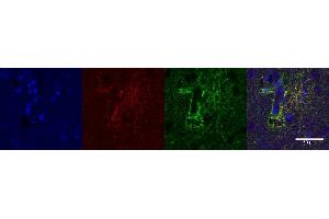 Immunohistochemistry (IHC) image for anti-Aquaporin 4 (AQP4) antibody (ABIN7456104)