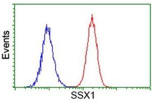 Image no. 1 for anti-Synovial Sarcoma, X Breakpoint 1 (SSX1) antibody (ABIN1501156) (SSX1 抗体)