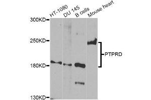 Western blot analysis of extracts of various cell lines, using PTPRD Antibody (ABIN5996431) at 1/1000 dilution. (PTPRD 抗体)