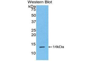 Western Blotting (WB) image for anti-R-Spondin 1 (RSPO1) (AA 21-135) antibody (ABIN1860473) (RSPO1 抗体  (AA 21-135))