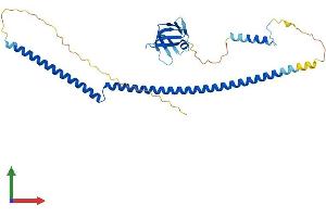 AlphaFold protein structure predicition of Human Recombinant BRMS1L Protein, UniprotID Q5PSV4