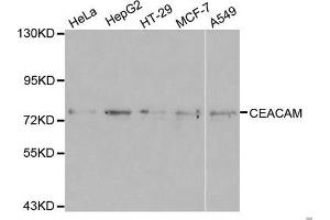Western blot analysis of extracts of various cell lines, using CEACAM5 antibody. (CEACAM5 抗体)