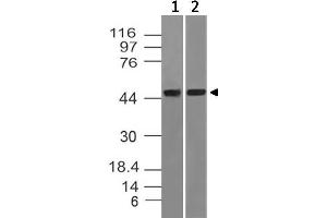 Image no. 1 for anti-tRNA Aspartic Acid Methyltransferase 1 (TRDMT1) antibody (ABIN5027476) (Dnmt2 抗体)