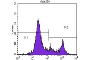 Flow Cytometry (FACS) image for anti-CD8 (CD8) antibody (ABIN1843096) (CD8 抗体)