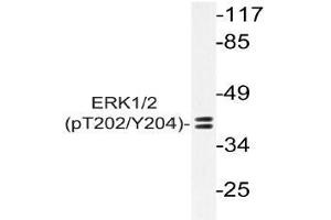 Western blot (WB) analysis of p-ERK1/2 antibody in extracts from Jurkat PMA cells. (ERK1 抗体  (pThr202, pTyr204))