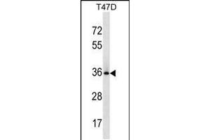 Western blot analysis in T47D cell line lysates (35ug/lane). (BCL2L12 抗体  (N-Term))