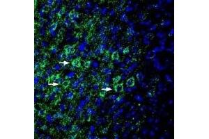 Expression of EphA6 in rat parietal cortex - Immunohistochemical staining of perfusion-fixed frozen rat brain sections with Anti-EphA6 (extracellular) Antibody (ABIN7043125, ABIN7044247 and ABIN7044248), (1:200), followed by goat anti-rabbit-AlexaFluor-488. (EPH Receptor A6 抗体  (Extracellular, N-Term))