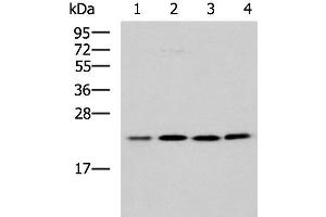 Western blot analysis of K562 A172 Jurkat LOVO cell lysates using MRPL40 Polyclonal Antibody at dilution of 1:1000 (MRPL40 抗体)