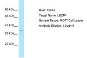 LUZP4 抗体  (AA 35-84)