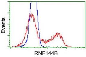 Image no. 1 for anti-Ring Finger Protein 144B (RNF144B) (AA 1-256) antibody (ABIN1490645) (RNF144B 抗体  (AA 1-256))