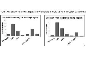 CTNNB1 Antibody - middle region (P100601_P050) validated by CHIP using HCT116 cell lysate (CTNNB1 抗体  (C-Term))