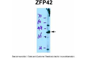 WB Suggested Anti-ZFP42 Antibody Titration:  0. (ZFP42 抗体  (N-Term))