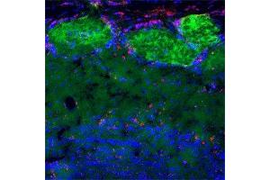 IF on rat olfactory bulb using Mouse monoclonal antibody to rat p75NTR  at a concentration of 10 µg/ml (green), Rabbit antibody to internal part of cFos (c-fos): whole serum (OSC00040W) at 1 : 500 dilution and DAPI counterstained appearing in blue.