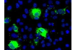 Image no. 1 for anti-Sonic Hedgehog (SHH) (AA 24-197) antibody (ABIN1491248) (Sonic Hedgehog 抗体  (AA 24-197))