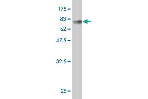 Western Blot detection against Immunogen (65. (NOV 抗体  (AA 1-357))