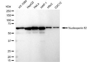 Western blotting analysis using Nucleoporin 62 antibody (ABIN7799679).