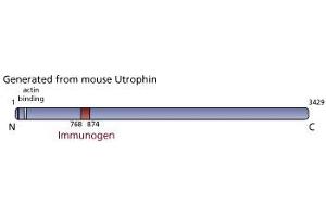 Image no. 3 for anti-Utrophin (UTRN) (AA 768-874) antibody (ABIN968237) (Utrophin 抗体  (AA 768-874))