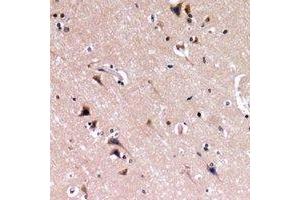 Immunohistochemical analysis of Nephrin staining in human brain formalin fixed paraffin embedded tissue section. (Nephrin 抗体  (C-Term))